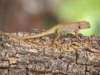 Gekko