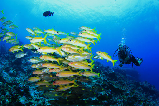 Scuba Diving with fish on coral reef