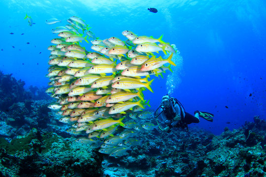 Scuba diving with fish: Snappers and goatfish