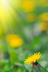 yellow dandelion flowers in meadow. Spring concept.