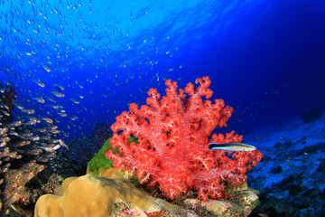 Fototapeta na wymiar Coral Reef Underwater