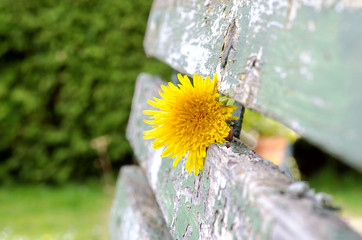 Dandelion flowering in the old green bench