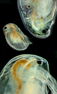 Cladocera -  daphnia head (photography from microscope 100x)