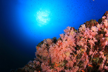 Plakat Coral Reef Underwater