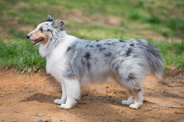 シェットランドシープドッグ