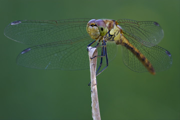 front of wild black yellow dragonfly