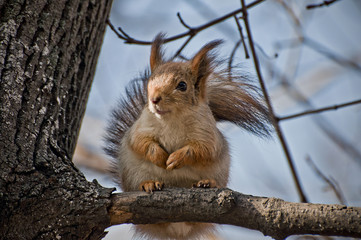 Obraz premium Squirrel