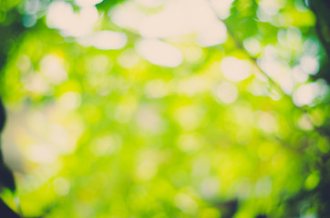 Obraz premium Natural Bokeh,blurred bokeh.