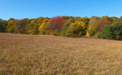 Fototapeta premium autumn forest