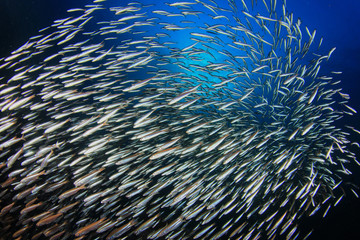 Obraz premium Sardines fish school in ocean