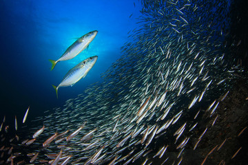 Mackerel fish hunting Sardines shoal