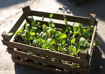 seedling of cabbage in a wooden box