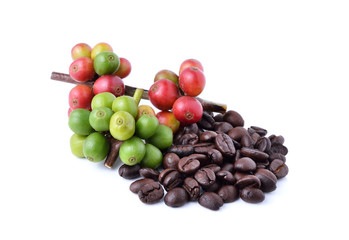 coffee beans and ripe coffee isolated on white background.