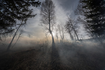 Fototapeta na wymiar Fire in the mixed wood forest.