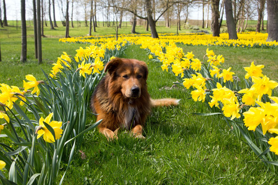 Hund liegt zwischen Osterglocken