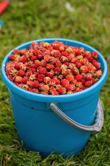 Blue plastic bucket full of strawberries