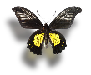 Butterfly isolated on white.