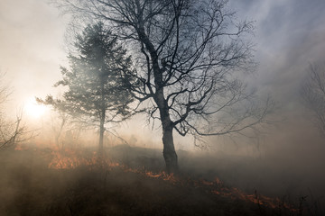 Fire in the mixed wood forest.