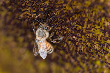Honey bee on flower