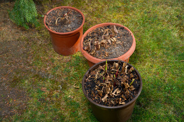 Gardenfreude
