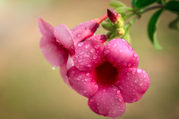 Fototapeta premium Purple pink Begonia flower drop water on green leaves