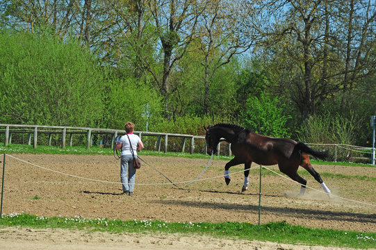 dressage cheval