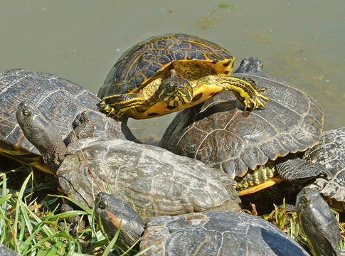 tartarughe acquatiche esotiche