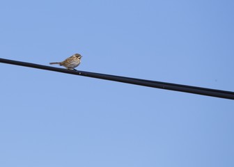 Reed Bunting (Emberiza schoeniclus)