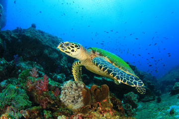 Tortue imbriquée sur les récifs coralliens