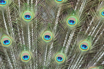 Obraz premium Peacock tail feather abstract view.