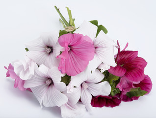 Lavatera bouquet isolated on white background