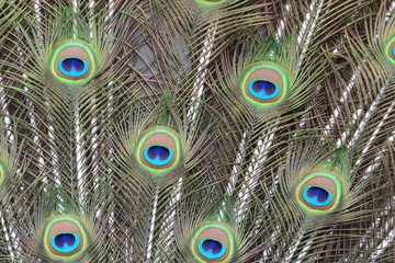 Obraz premium Peacock tail feather abstract view.