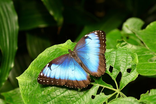 Blue Morpho butterfly lands in the gardens.