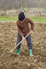 Senior man sowing potatoes