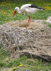 Stork nest on the farm in rural location with eggs