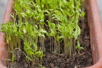 Pepper seedlings in a nursery