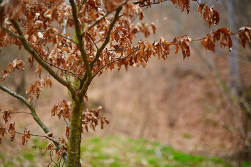 Young beech tree with dead leaves