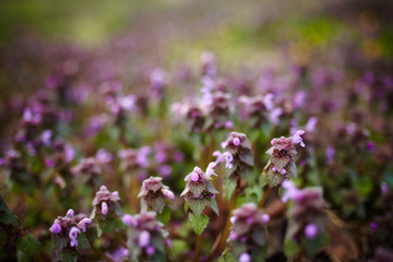 Deadnettle flowers closeup