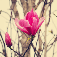 Fototapeta premium Flower pink Magnolia. The image is tinted and selective focus.