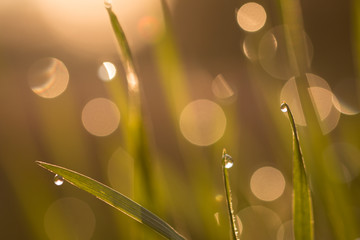 Grashalme im Sonnenlicht