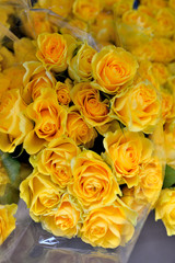 roses jaunes