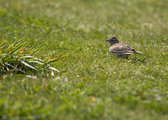 Skylark (Alauda arvensis)