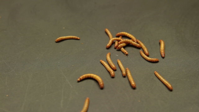 worms moving on grunge background
