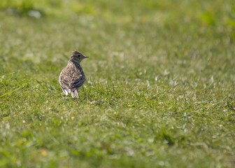 Skylark (Alauda arvensis)