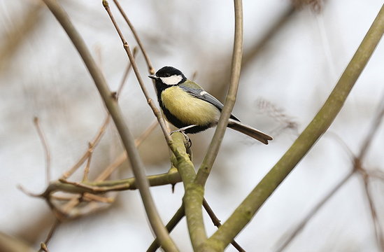 Astwerk Bilder Durchsuchen 384 Archivfotos, und Videos