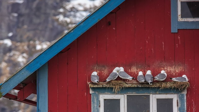 gull sitting on the house