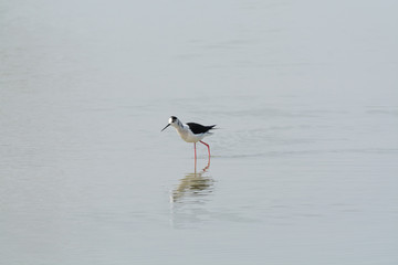 Himantopus himantopus