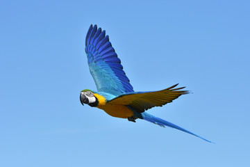 Fototapeta premium Niebiesko-żółta Ara (Ara ararauna)