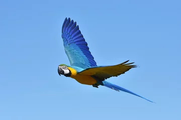 Fotobehang Blue and yellow Macaw (Ara ararauna) © dennisjacobsen
