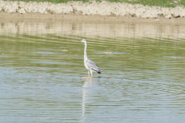 Ardea cinerea